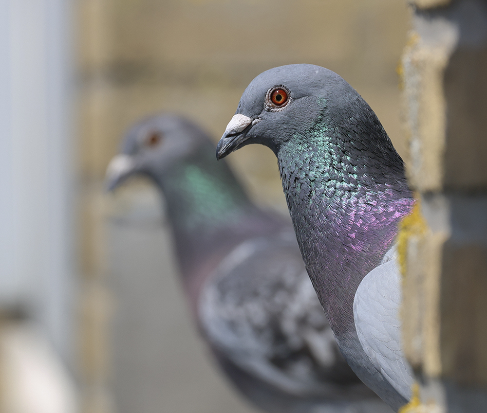 Duif in Zutphen